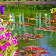 Pond with purifing plants