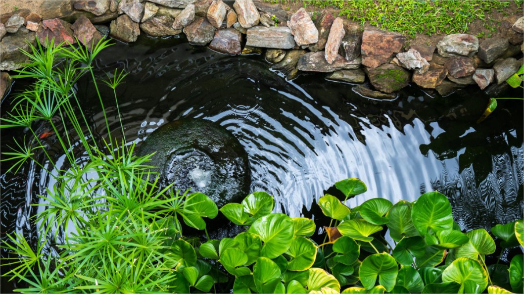 How do aquatic plants purify water? 