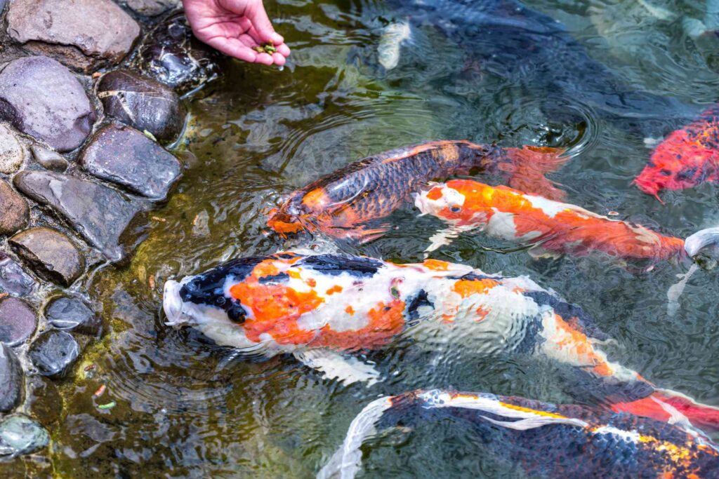 Benefit of salt in Koi pond