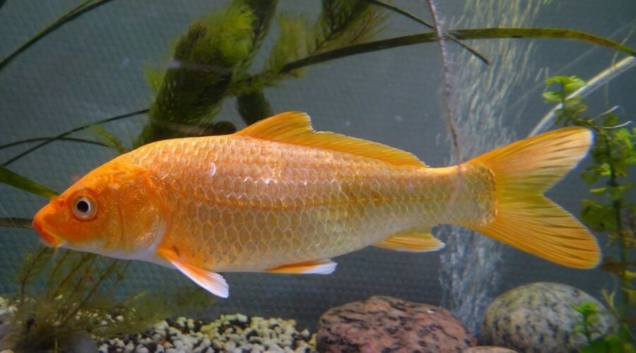 Koi pond