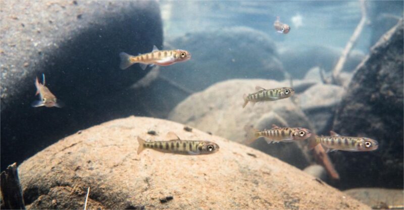 Types of deals pond fish