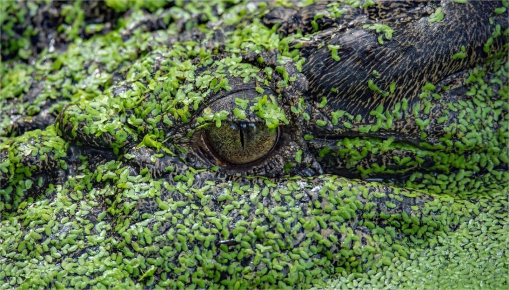 Converting a Chlorine Pool to Natural Swimming Pool Aquigarden