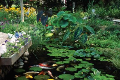 Aquatic plants