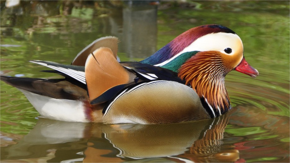 How do You Make a Simple Duck Pond? - Aquigarden.com
